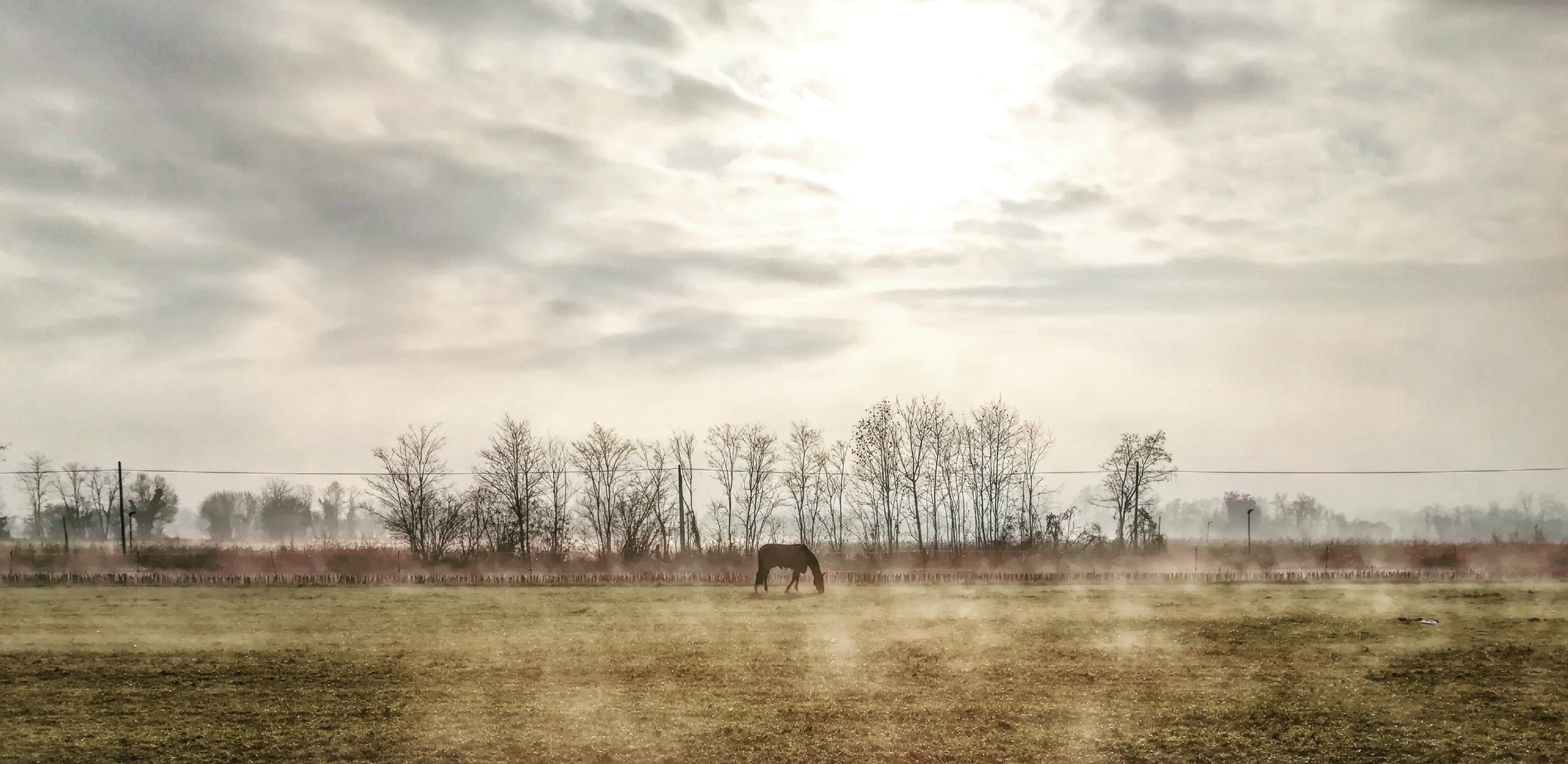 Un cavallo solitario nella foschia di un mattino d'inverno nei campi del Gallo Rosso