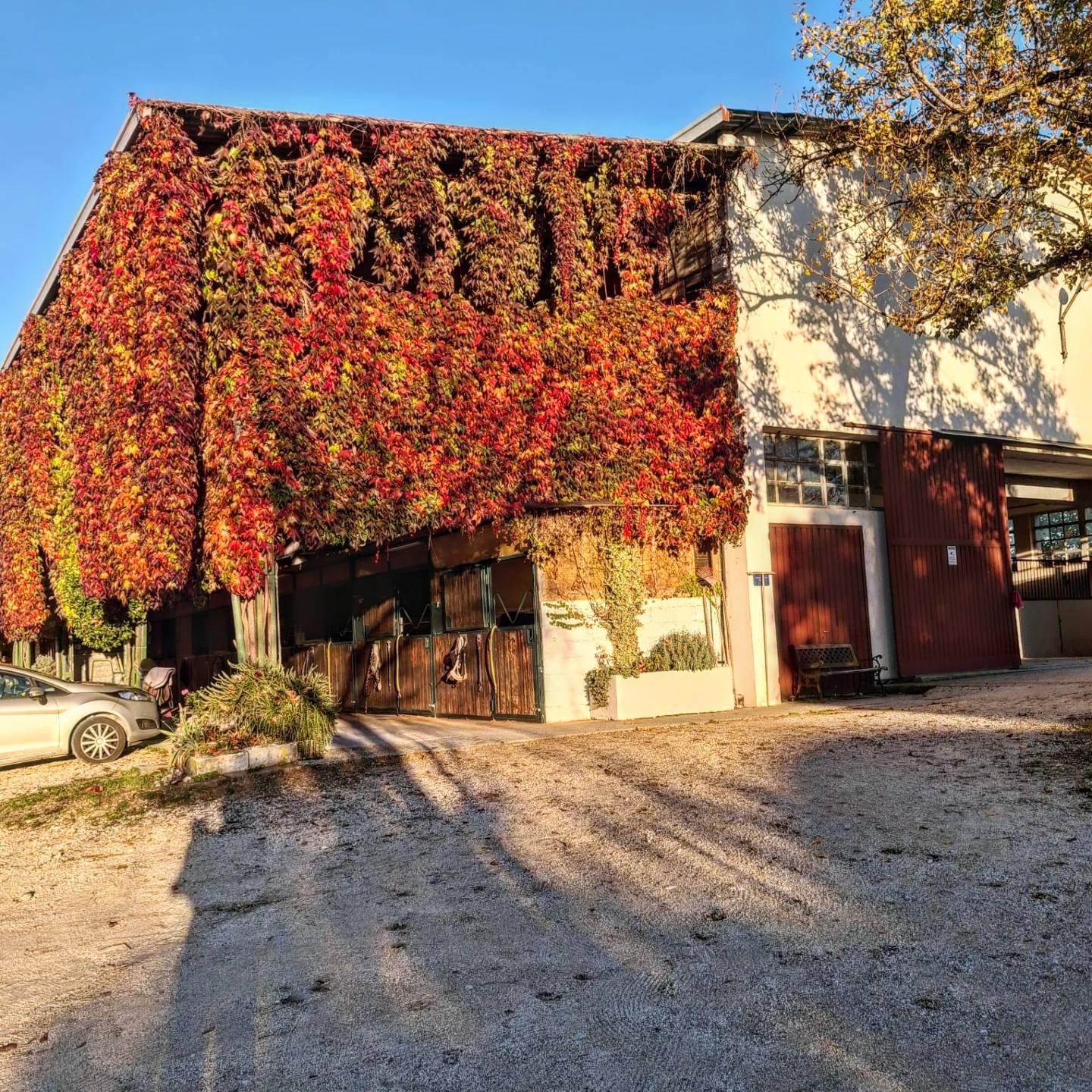 Il maneggio Gallo Rosso in autunno, con l'edera rossa fuoco sulla scuderia